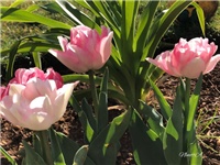 74c9b385-20190328 Tulipani.jpg
